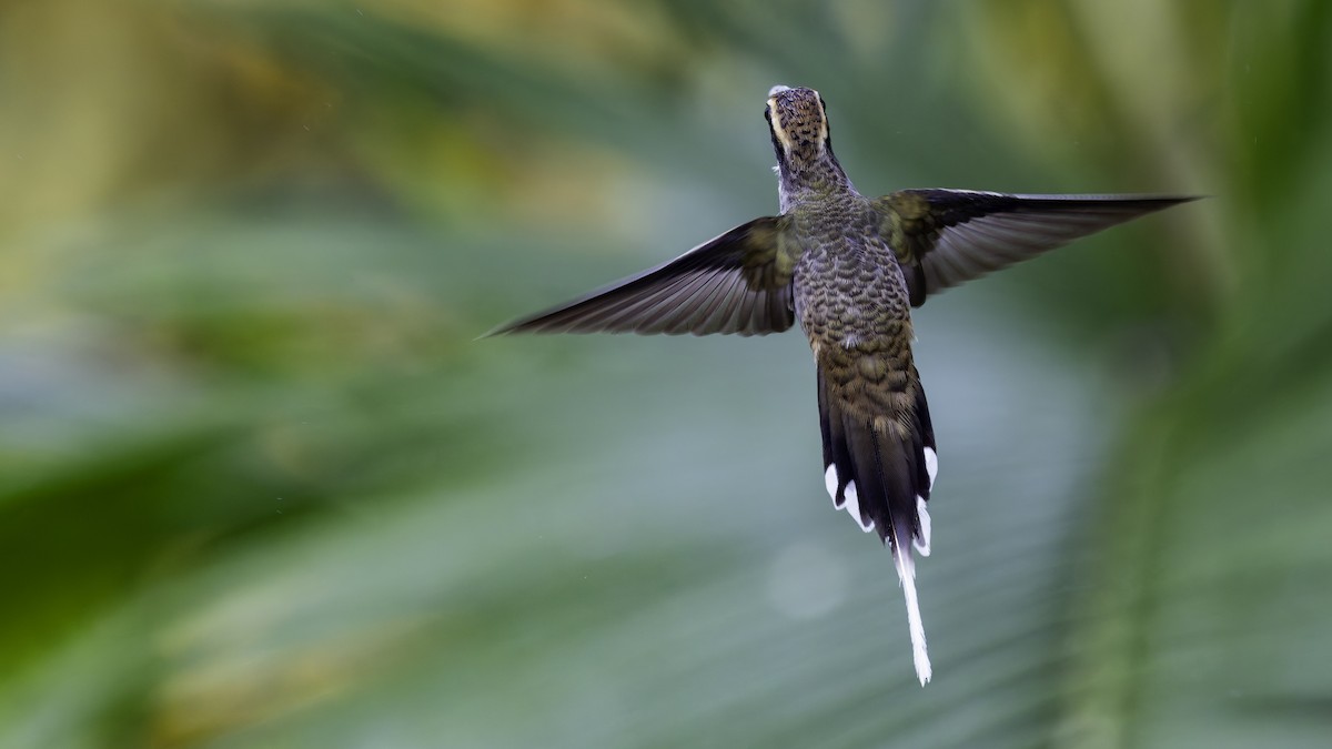 Scale-throated Hermit - ML638878428
