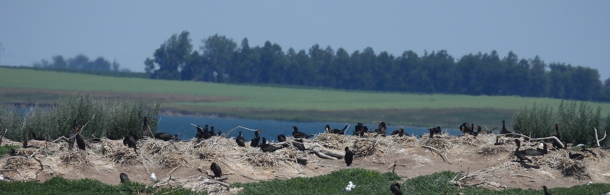 Double-crested Cormorant - ML638878433