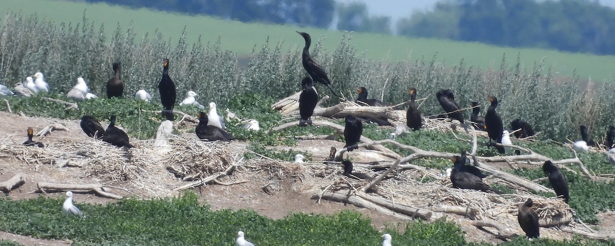 Double-crested Cormorant - ML638878434