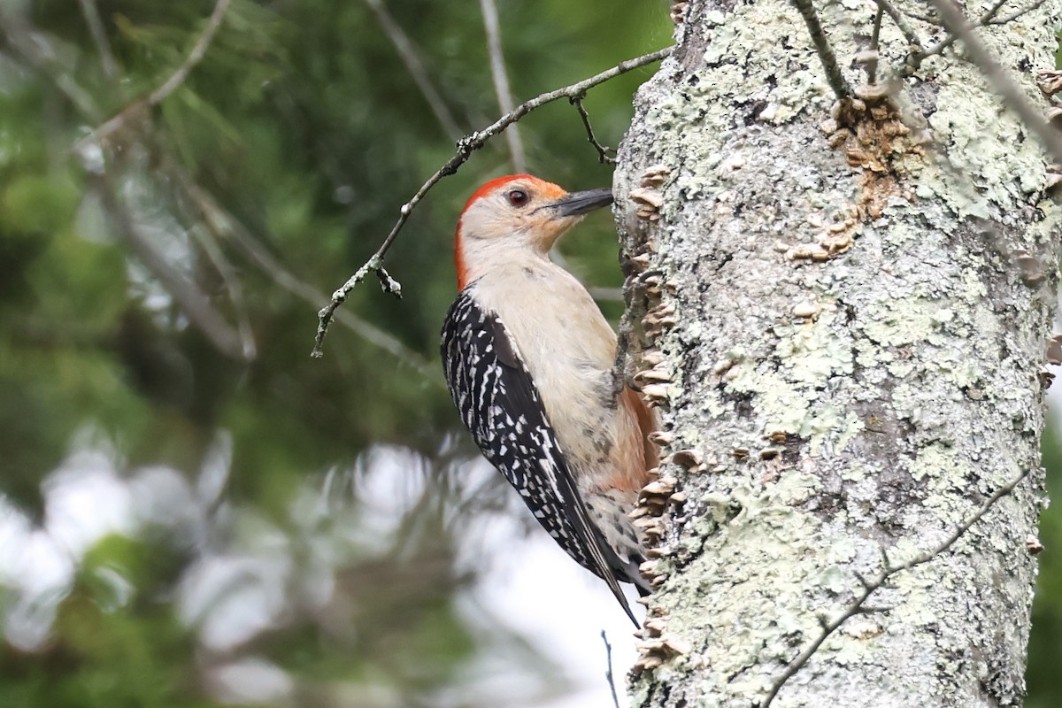 Red-bellied Woodpecker - ML638878435