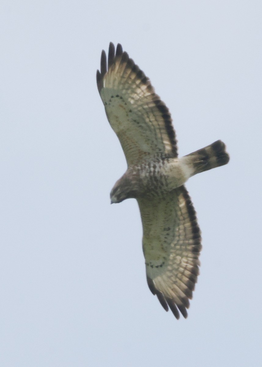 Broad-winged Hawk - ML638878449