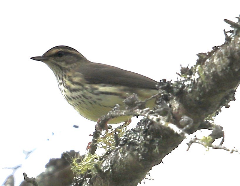 Northern Waterthrush - ML638878452