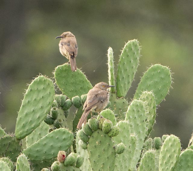 Curve-billed Thrasher - ML638878467