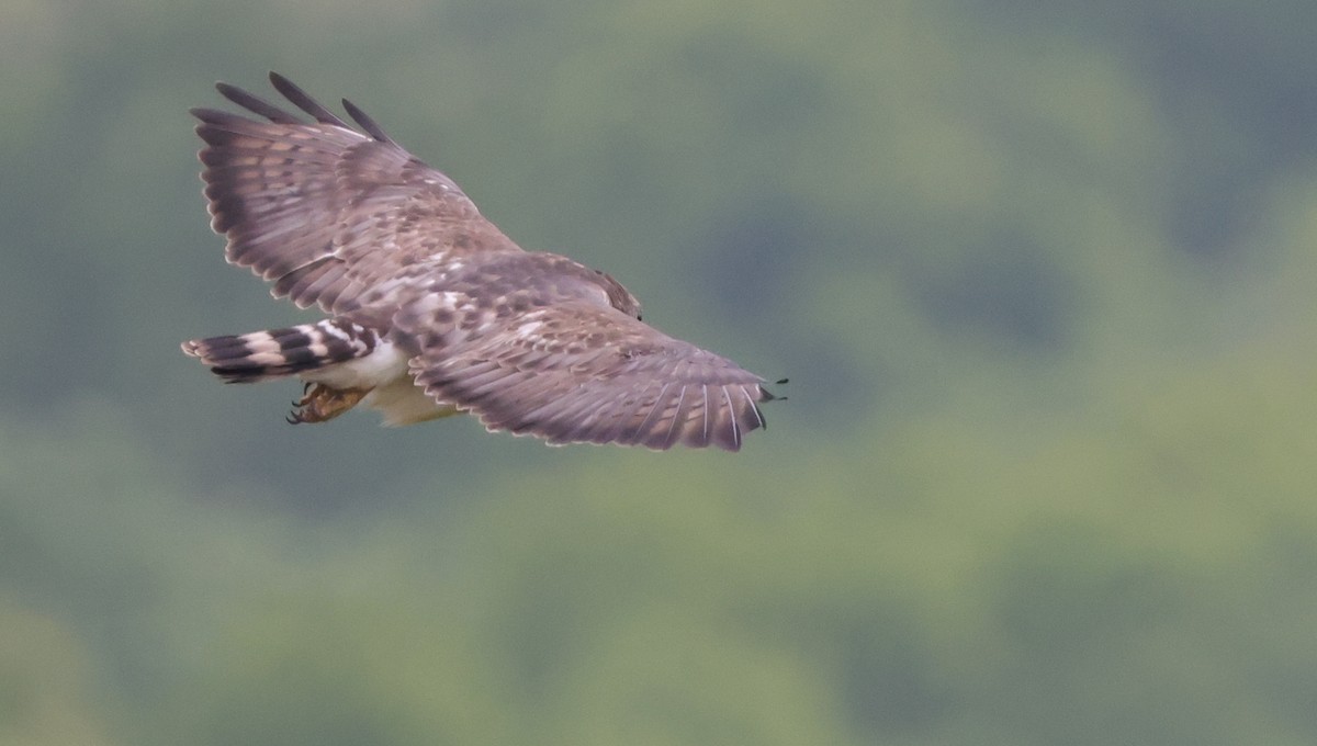 Broad-winged Hawk - ML638878543
