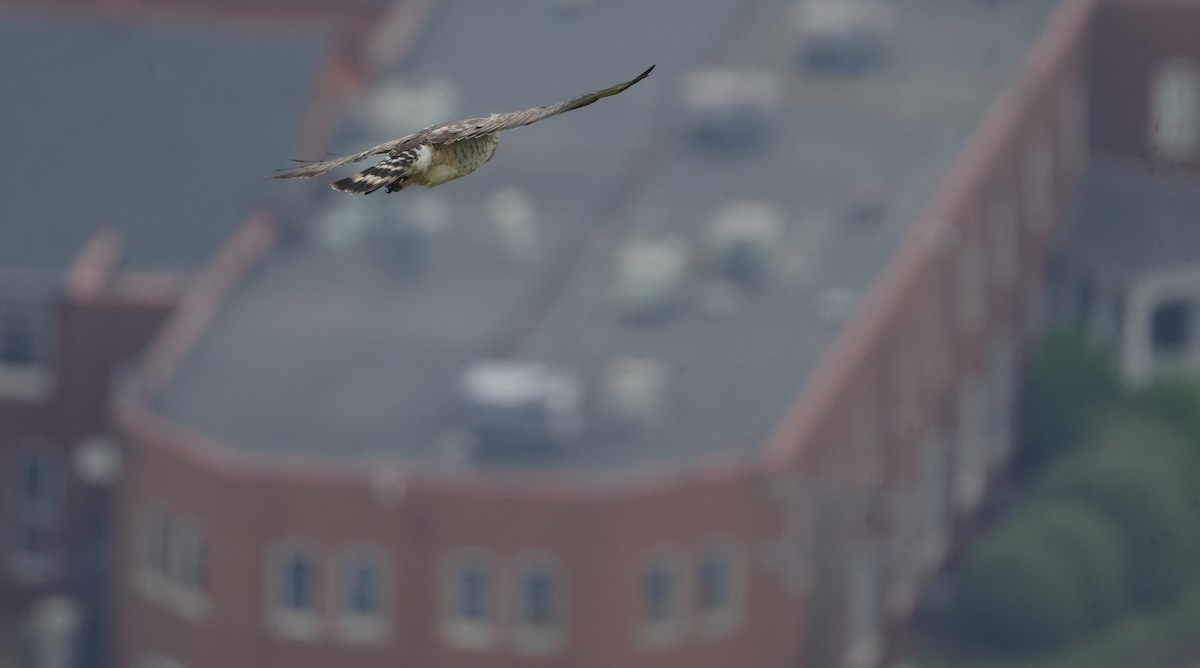 Broad-winged Hawk - ML638878554