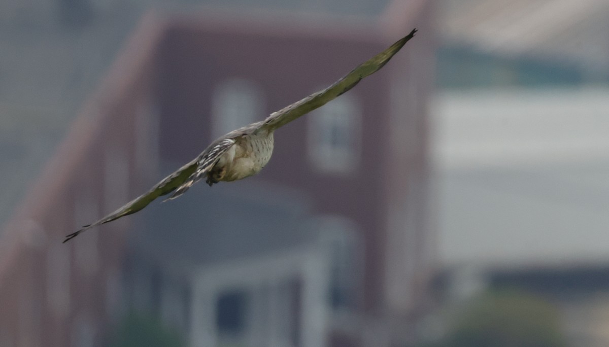 Broad-winged Hawk - ML638878565
