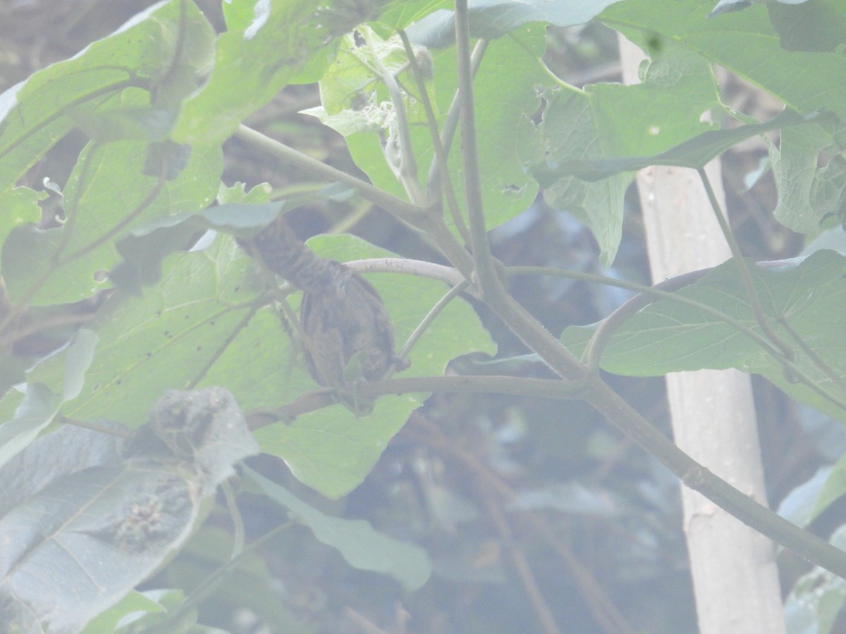 Speckle-breasted Wren - ML638878571