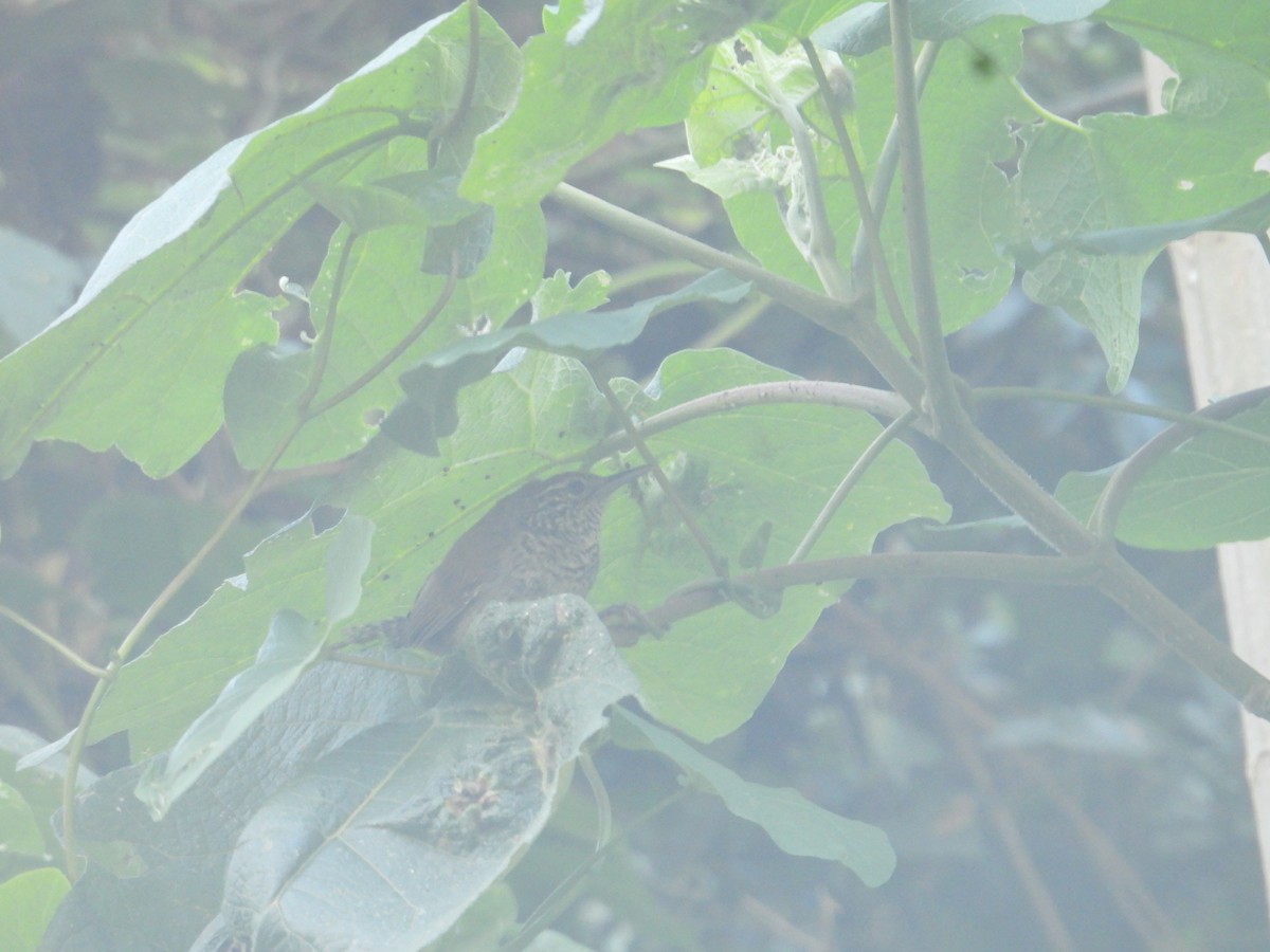Speckle-breasted Wren - ML638878572