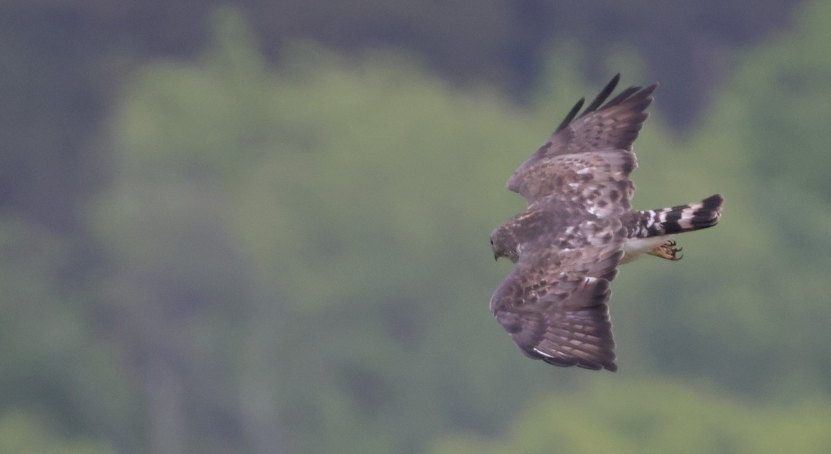 Broad-winged Hawk - ML638878577