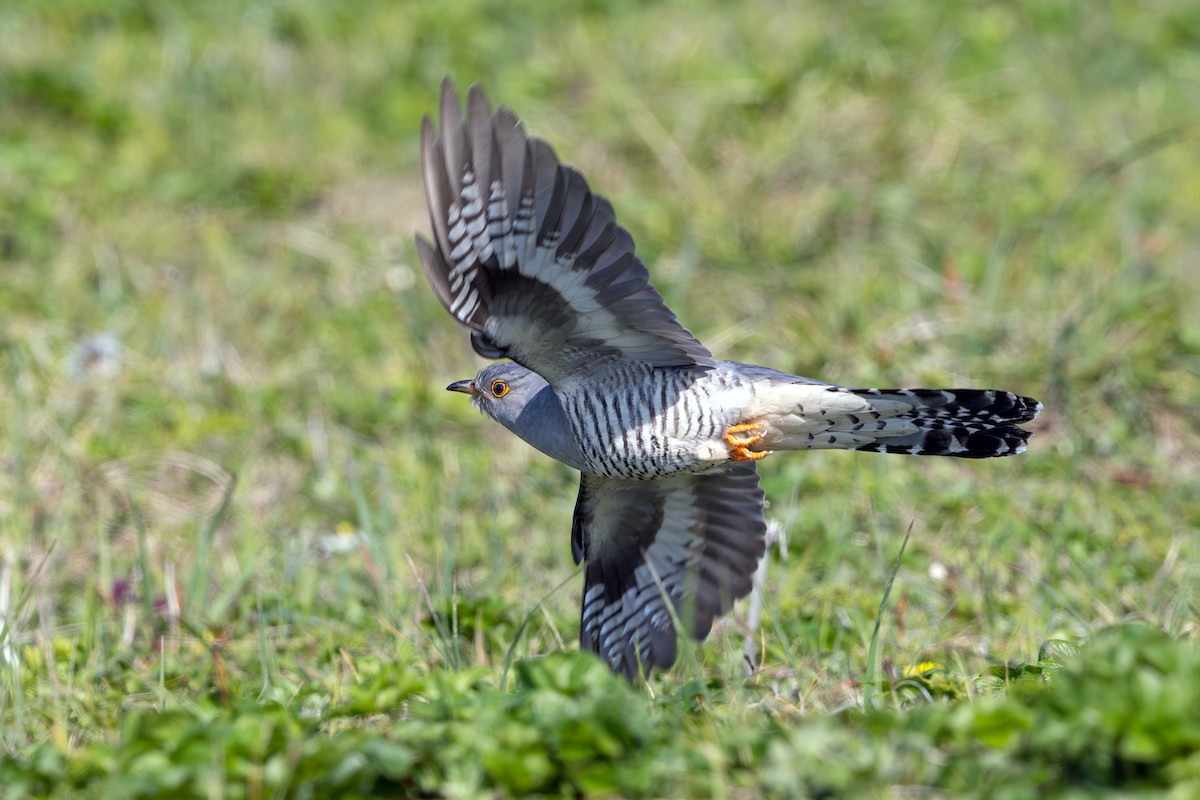 ML638878680 - Oriental Cuckoo - Macaulay Library