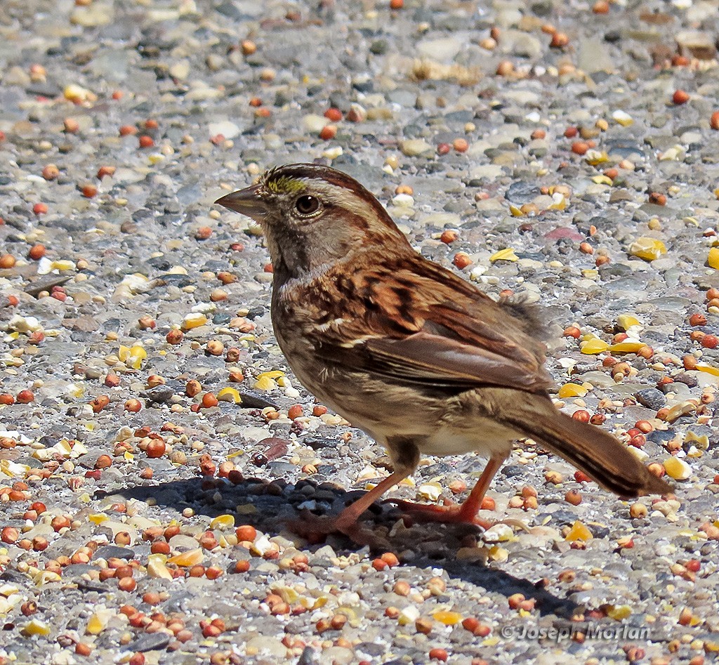 White-throated Sparrow - ML638878695