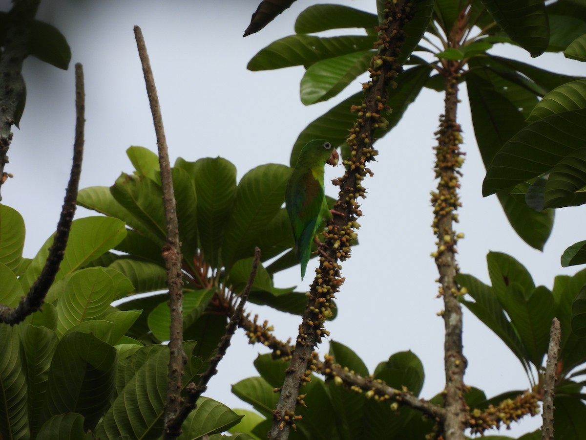 Orange-chinned Parakeet - ML638878719