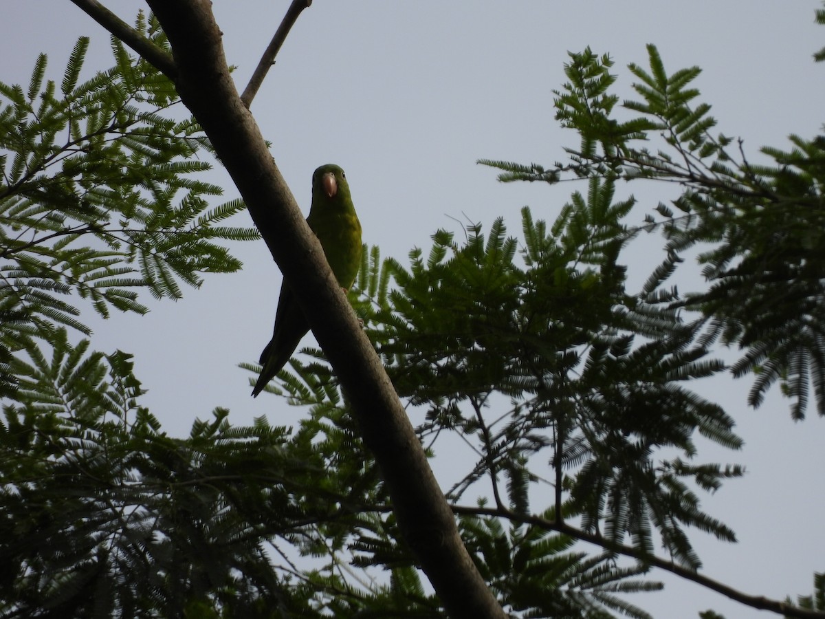 Orange-chinned Parakeet - ML638878720