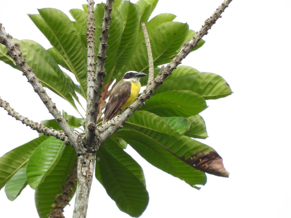 Boat-billed Flycatcher - ML638878732