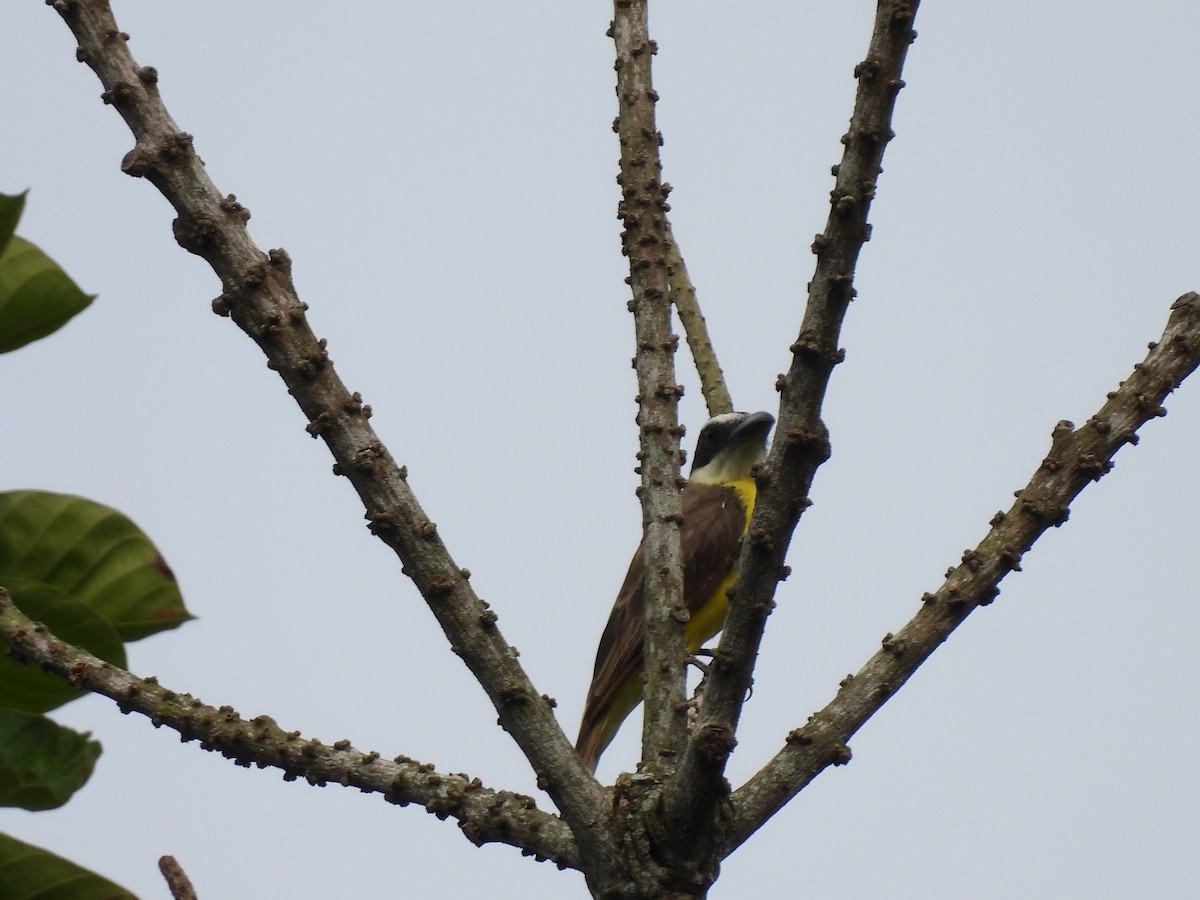Boat-billed Flycatcher - ML638878733