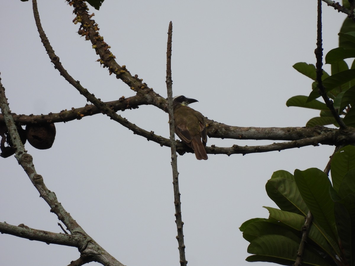 Boat-billed Flycatcher - ML638878734