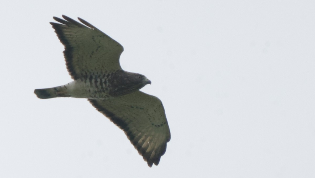 Broad-winged Hawk - ML638878754