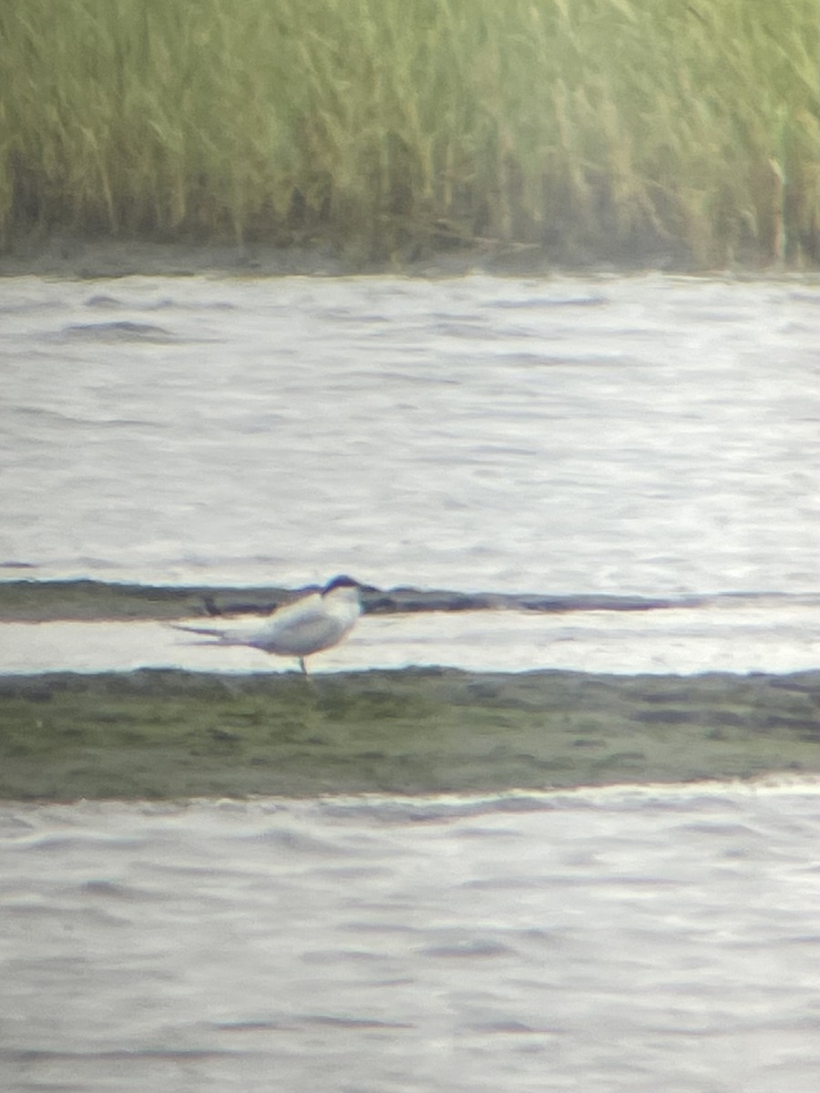 Gull-billed Tern - ML638878771