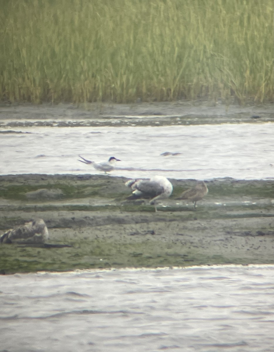 Gull-billed Tern - ML638878772
