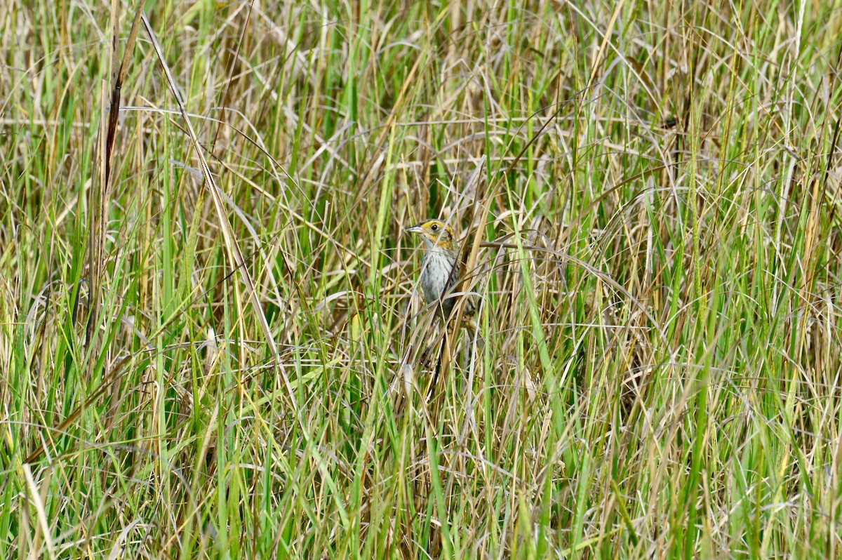 Saltmarsh Sparrow - ML638878776