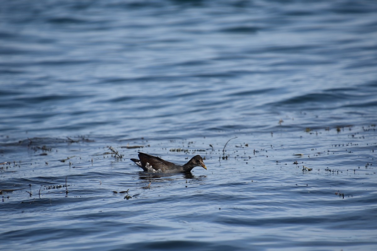 Common Gallinule - ML638878843