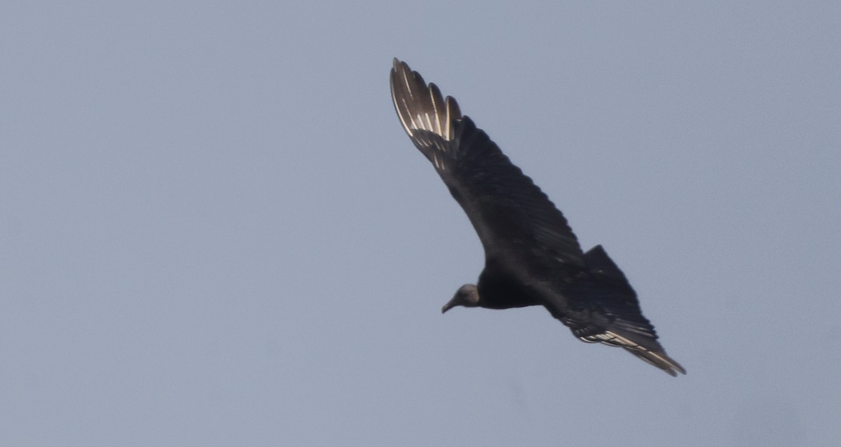 Black Vulture - ML638878844