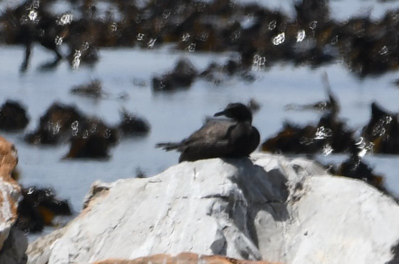 Bank Cormorant - ML638878846