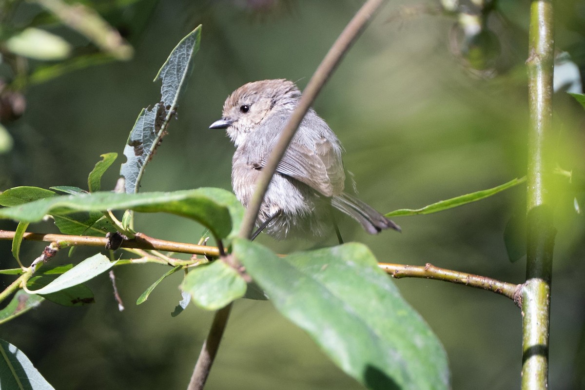 Bushtit - ML638878848