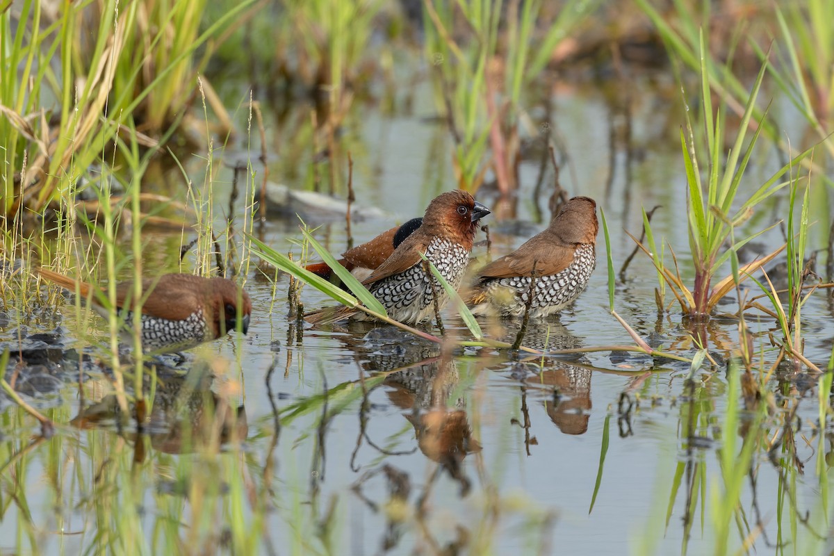 Scaly-breasted Munia - ML638878849