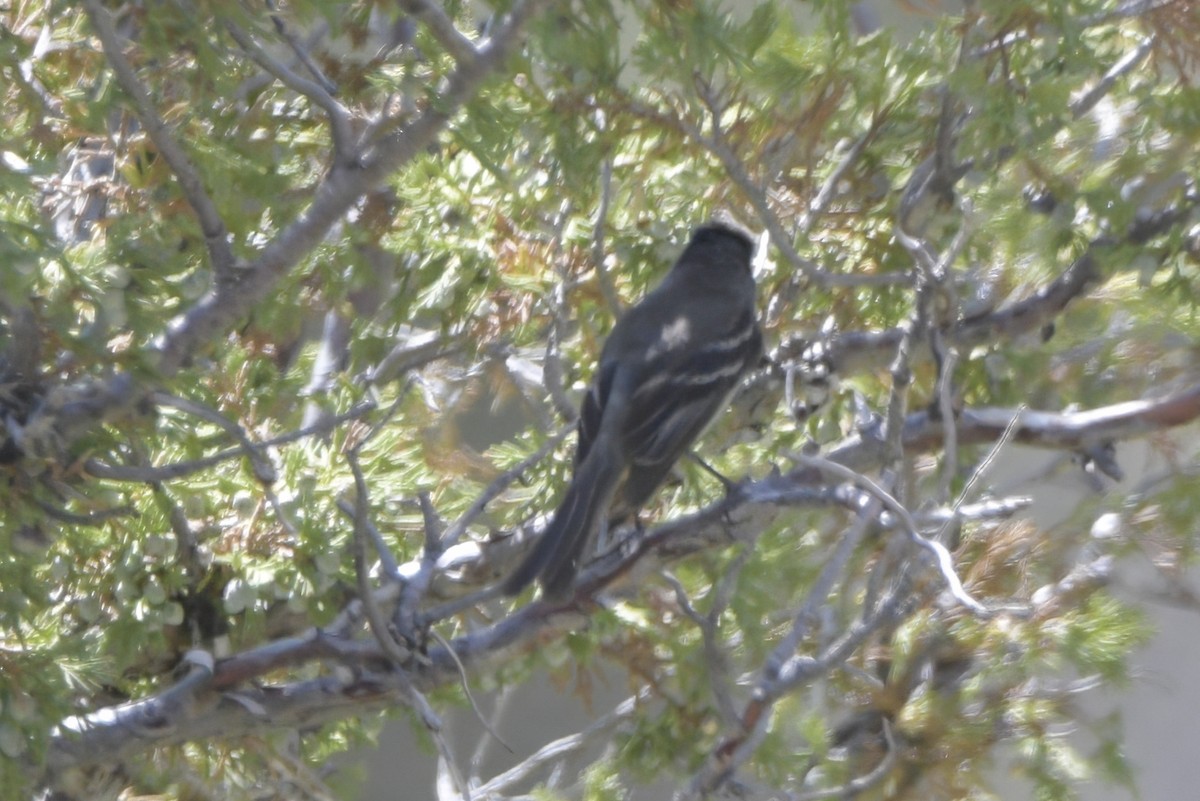 Dusky Flycatcher - ML638878853