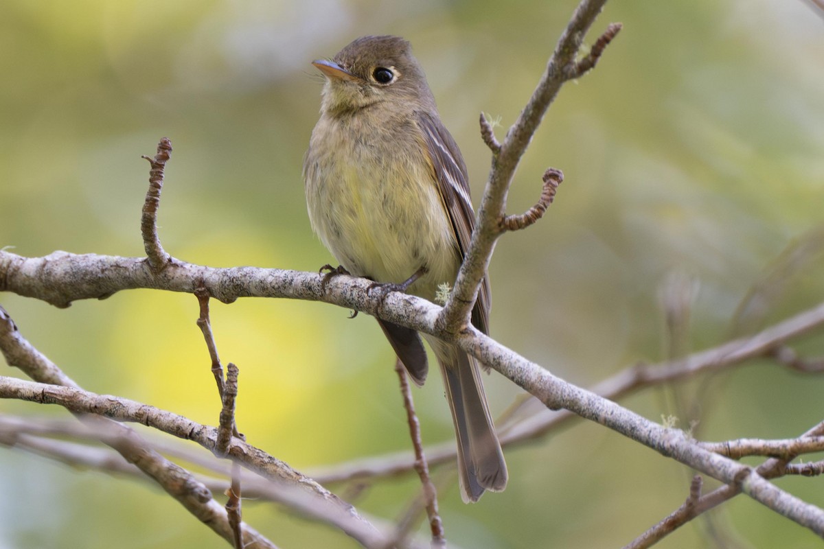 Western Flycatcher (Pacific-slope) - ML638878854