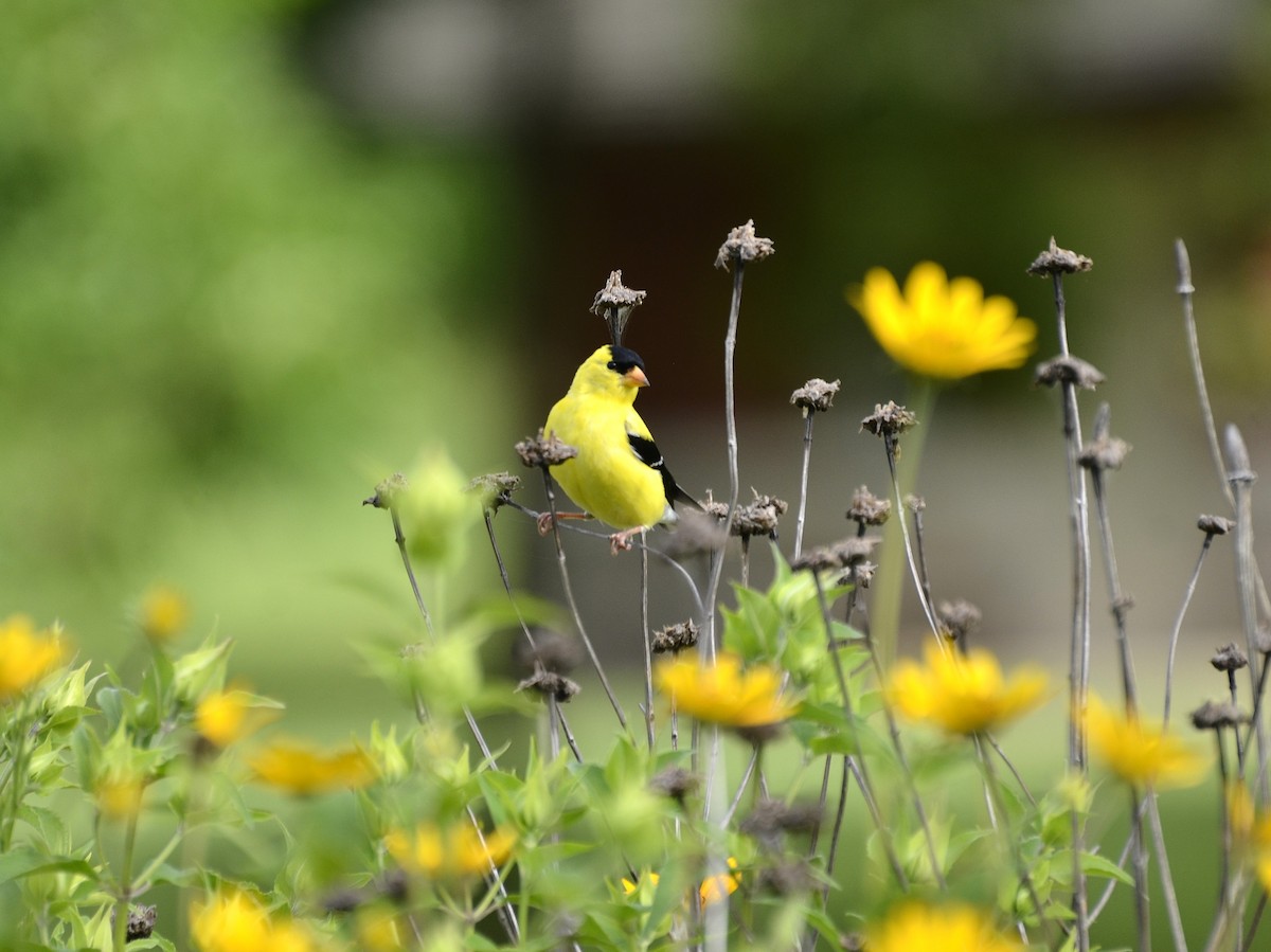 American Goldfinch - ML638878855
