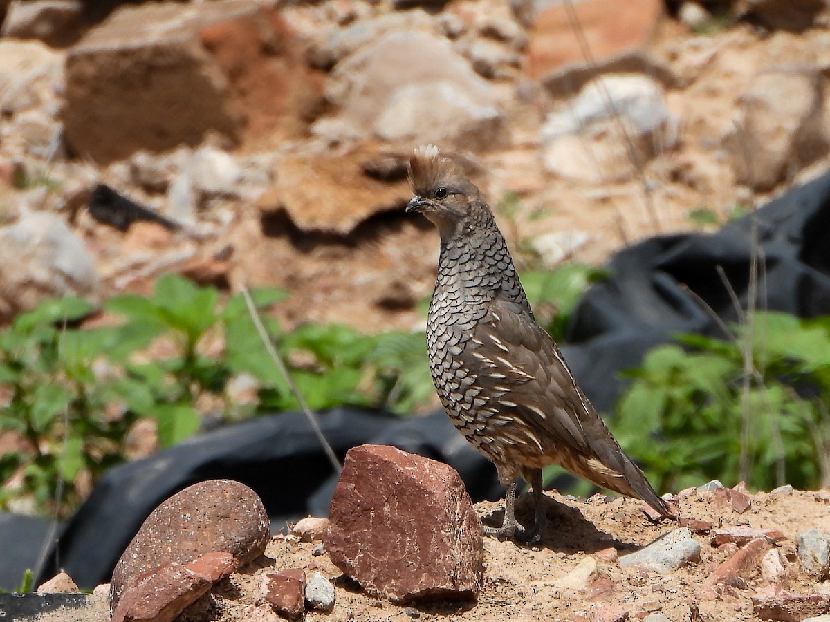 Scaled Quail - ML638878856