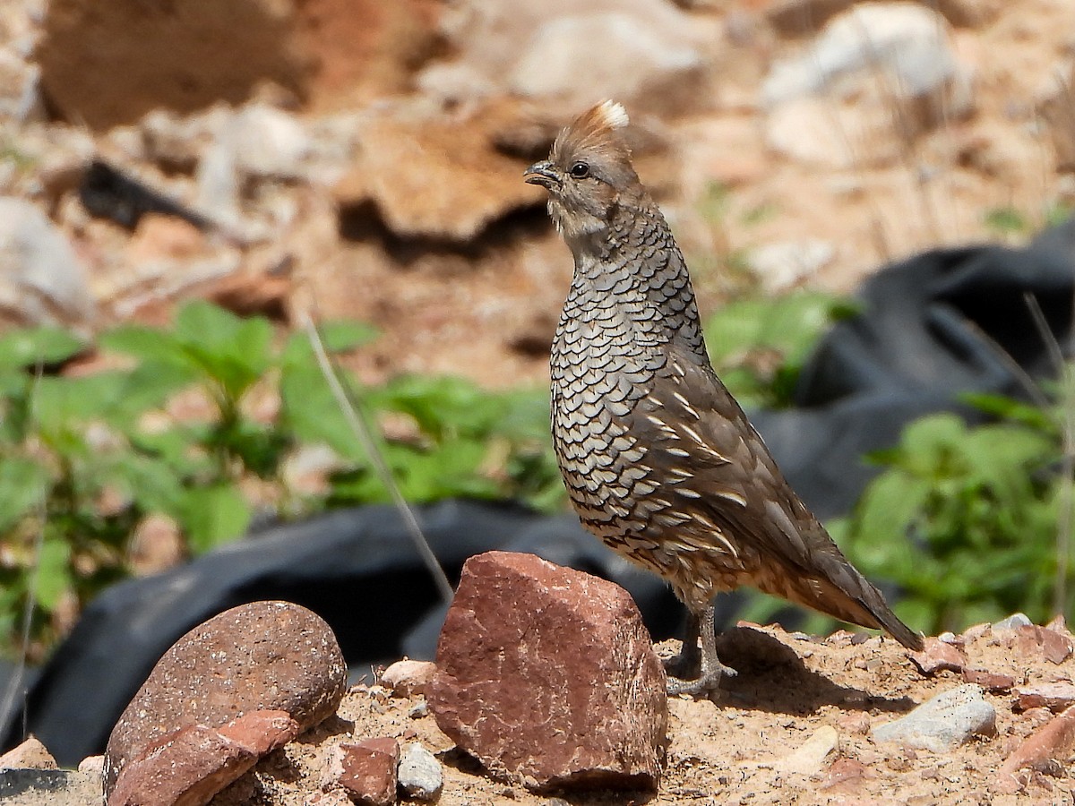 Scaled Quail - ML638878857
