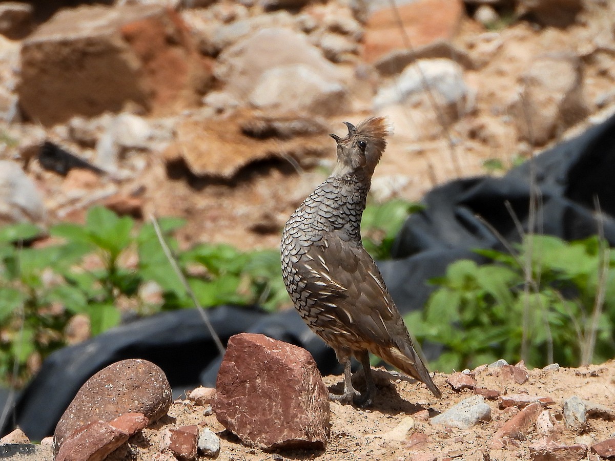 Scaled Quail - ML638878858