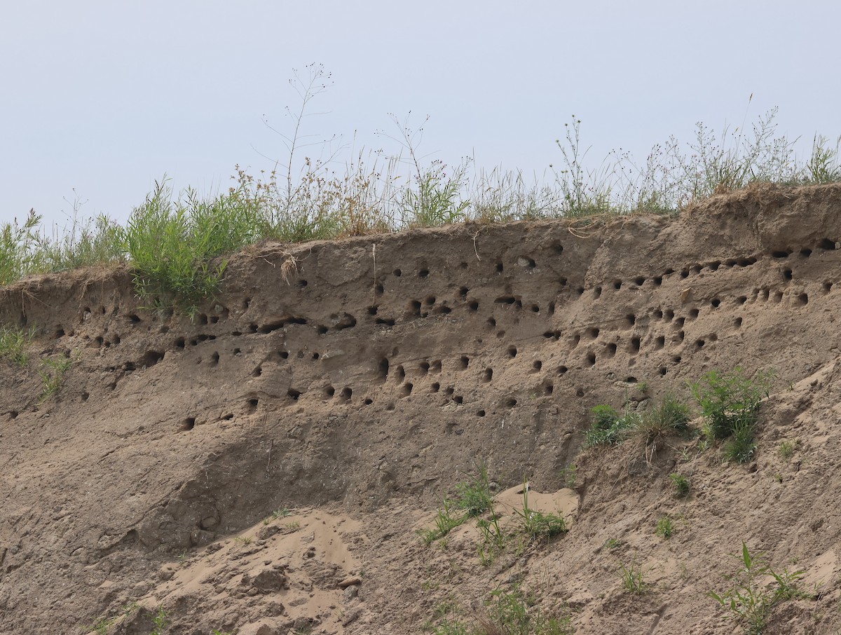 Bank Swallow - ML638878859
