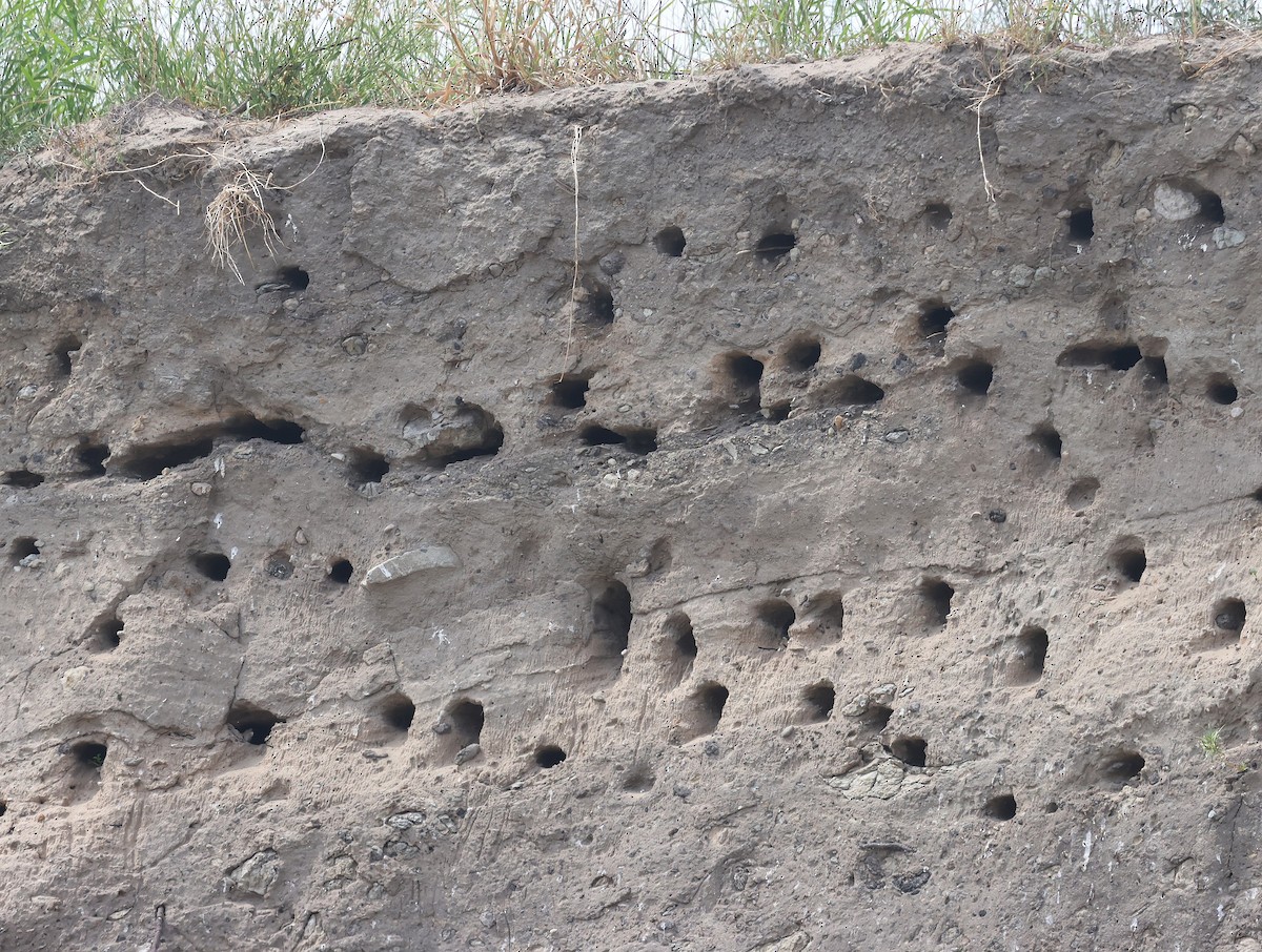 Bank Swallow - ML638878860