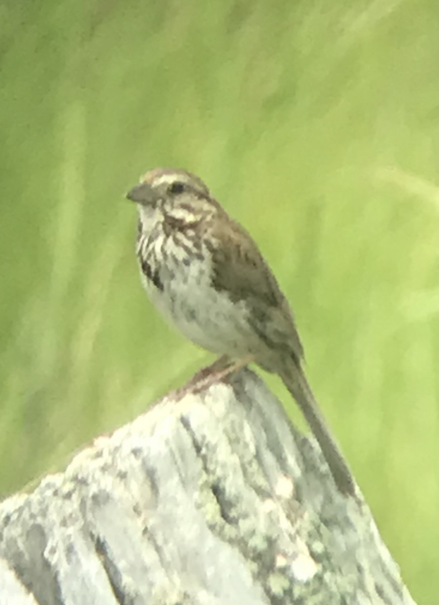 Song Sparrow - ML638878864