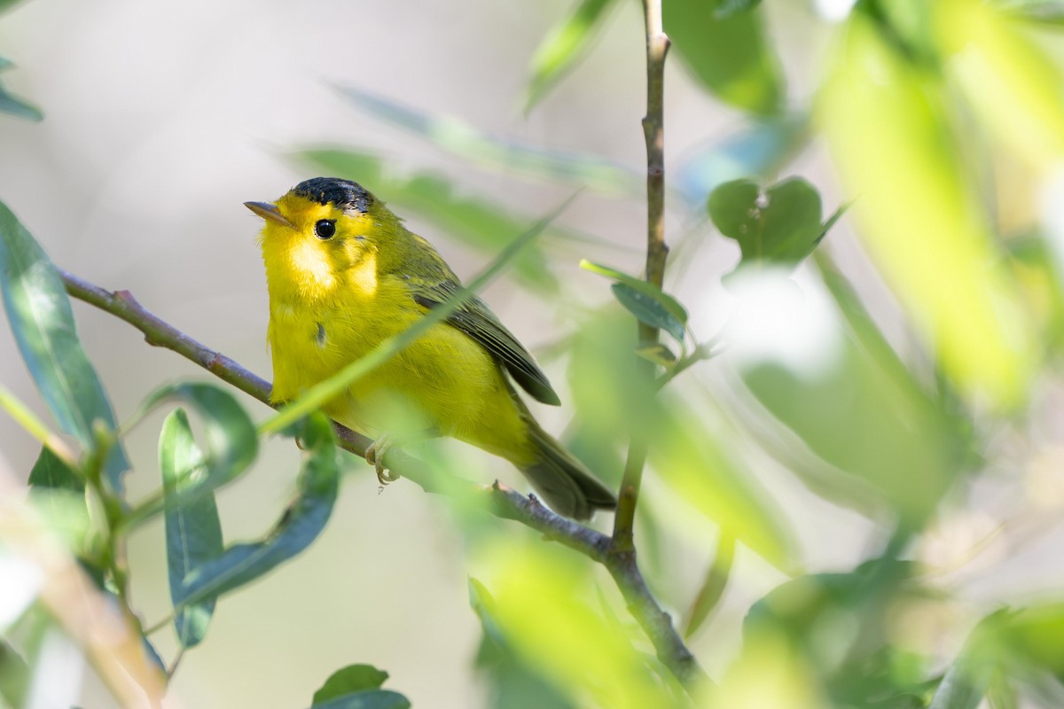 Wilson's Warbler - ML638878865
