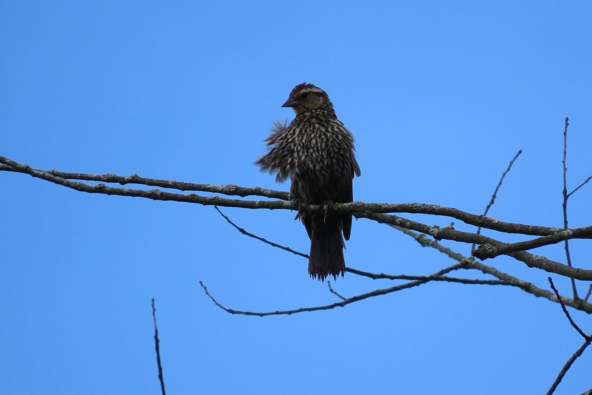 Red-winged Blackbird - ML638878866
