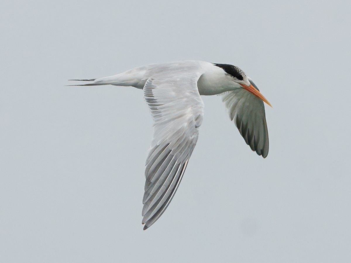 Elegant/Royal Tern - ML638878867