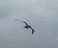Least Tern - ML638878923