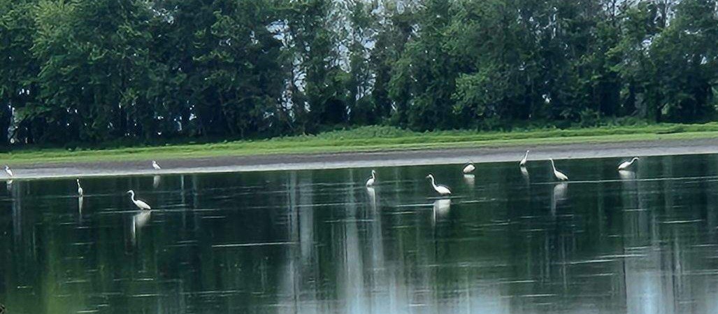 Great Egret - ML638878938