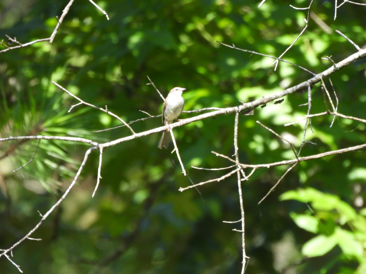 Bachman's Sparrow - ML638878956
