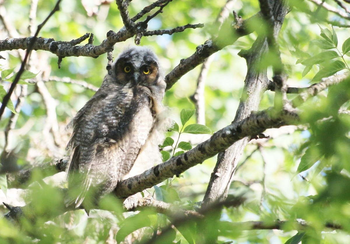 Long-eared Owl - ML638878990