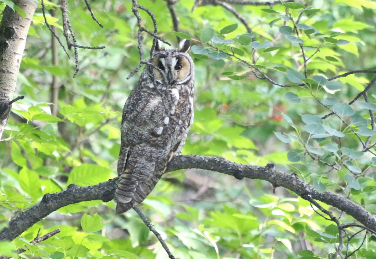 Long-eared Owl - ML638878996