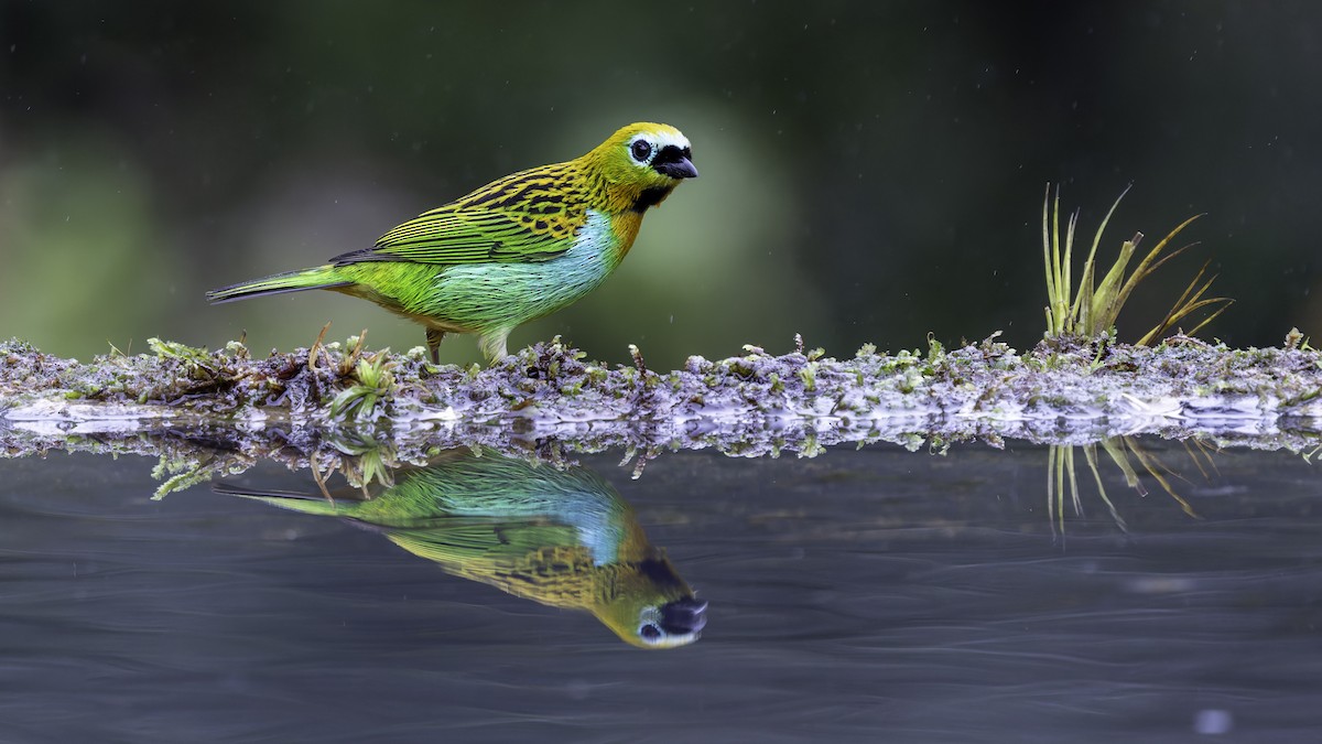 Brassy-breasted Tanager - ML638879016