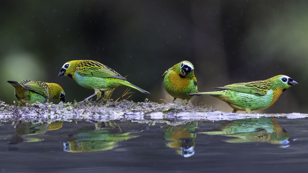 Brassy-breasted Tanager - ML638879017