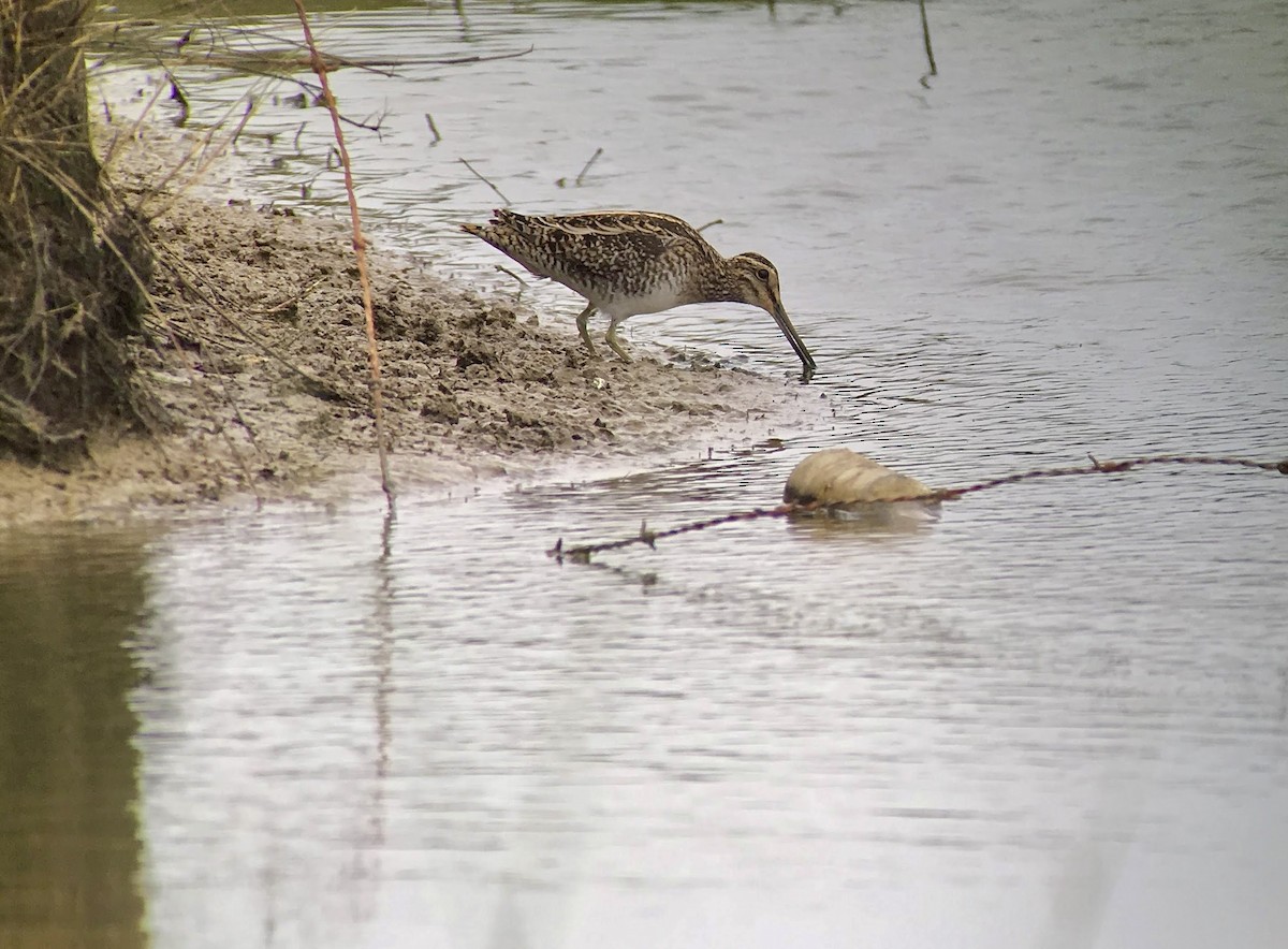 Wilson's Snipe - ML638879018