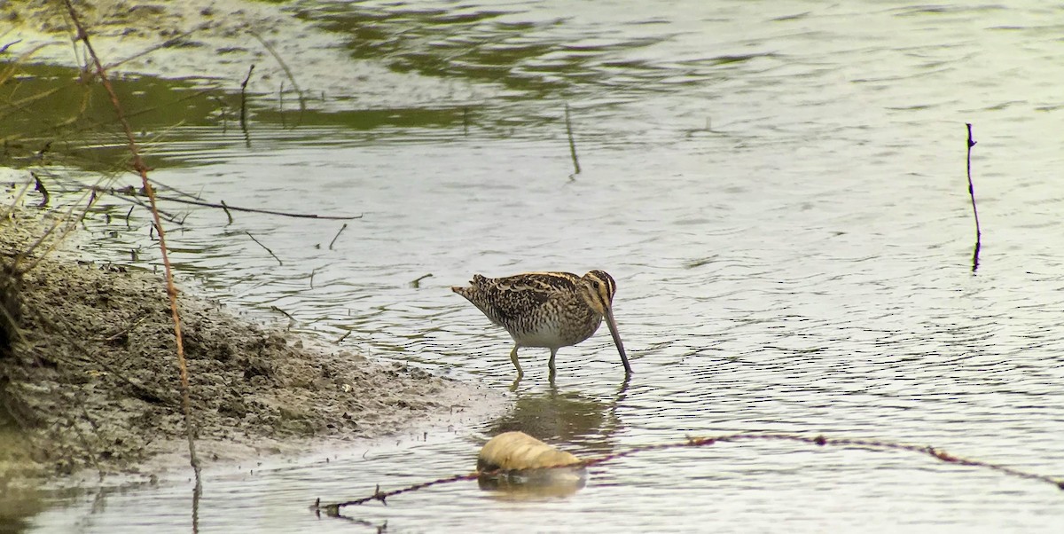 Wilson's Snipe - ML638879019